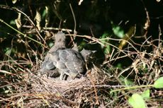 Amsel-9-Tag-1.jpg